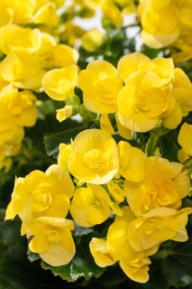 漂亮的黄色鲜花盆栽高清图