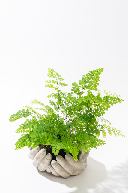 小叶绿植盆栽高清图