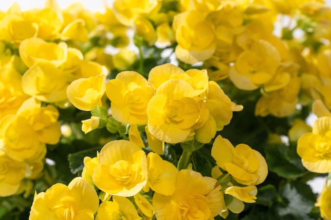 黄色丽格海棠枝叶近景高清图