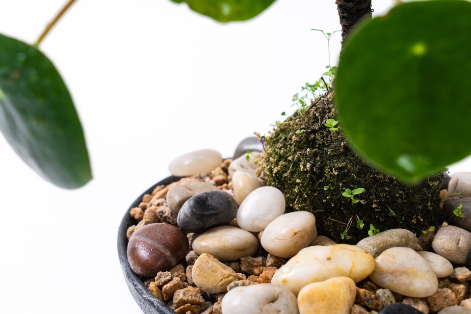 鹅卵石绿植盆栽实拍图