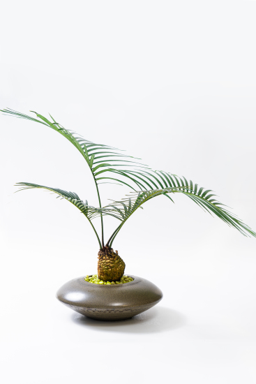 绿叶植物室内盆栽实拍图