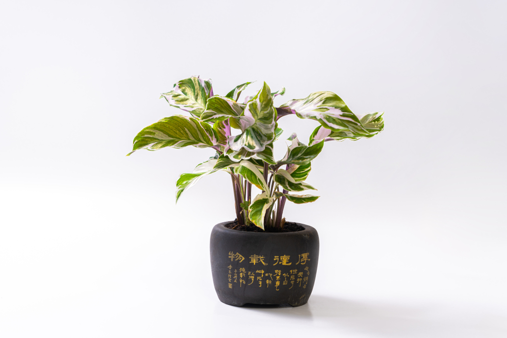 孔雀竹芋室内外客厅摆件盆栽高清图版权图片下载