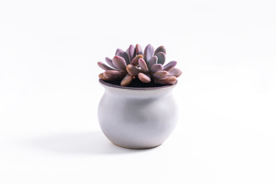 唯美肉肉植物室内实拍图