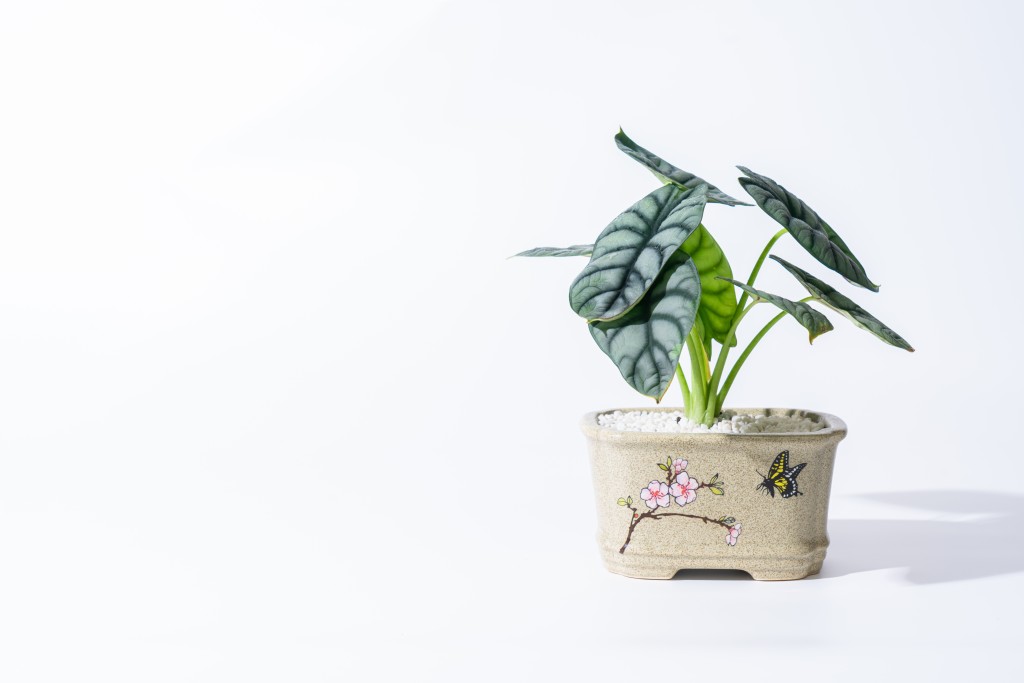 室内摆件绿叶盆栽实拍图版权图片下载