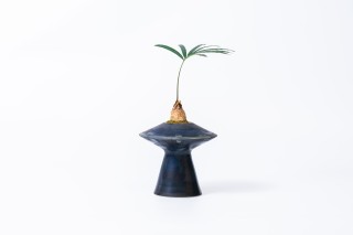 植物盆栽石山苏铁高清图