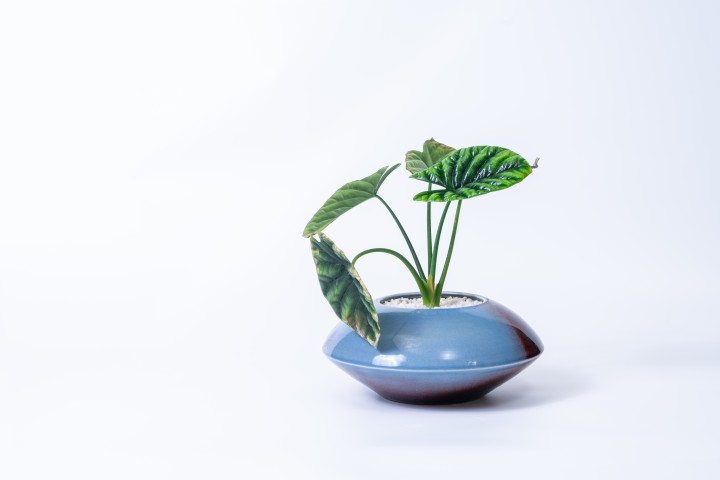 水蓝色陶瓷花瓶绿植盆栽高清图版权图片下载
