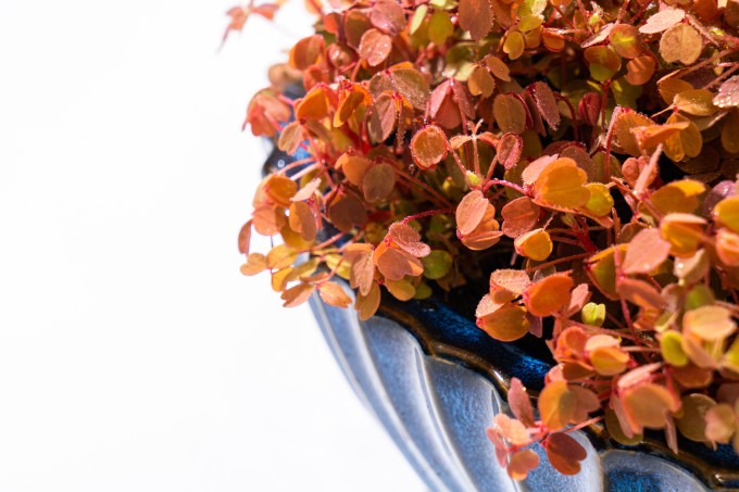 幸运草盆栽小红枫高清图