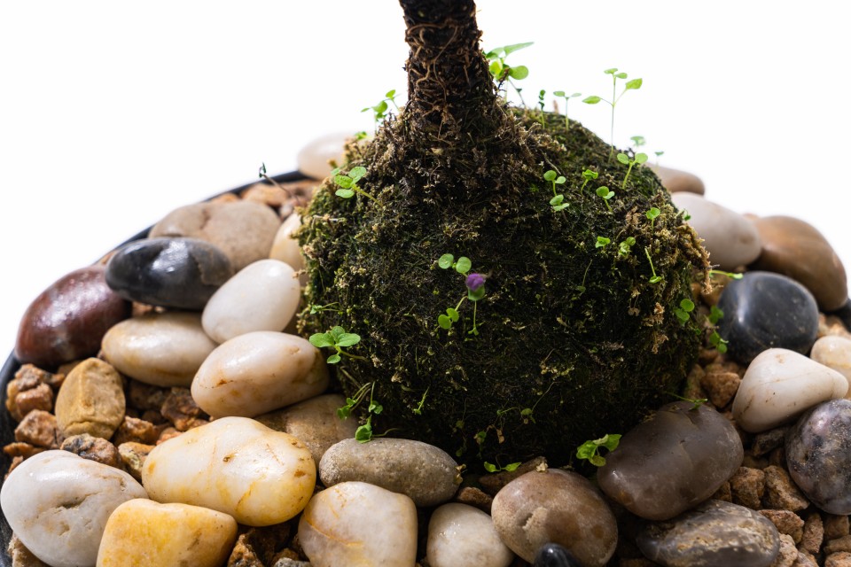 苔藓球植物小叶盆景高清图