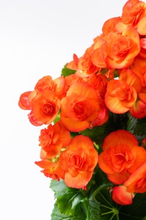 鲜艳橙色花朵盆栽盆景摆件近景实拍图