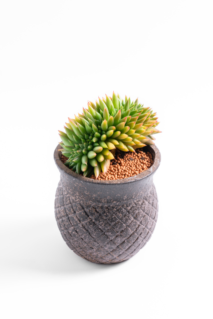 盆栽摆件肉肉绿植实拍图