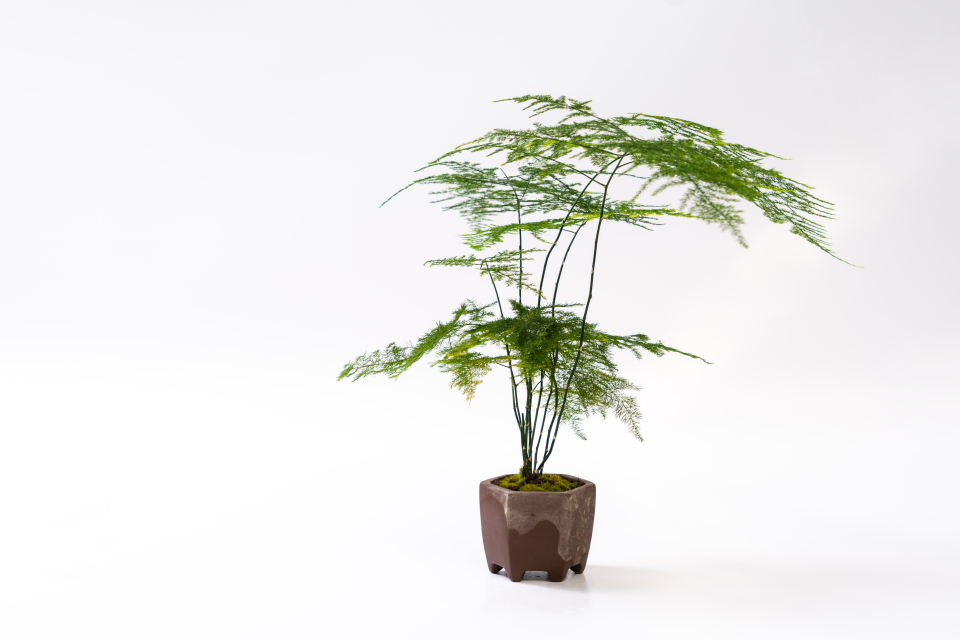 盆栽植物室内摆件文竹高清图