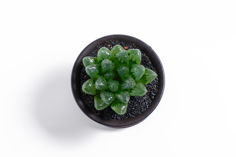 水晶玉露多肉盆栽高清图