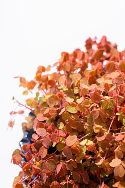 小红枫幸运三叶草高清图