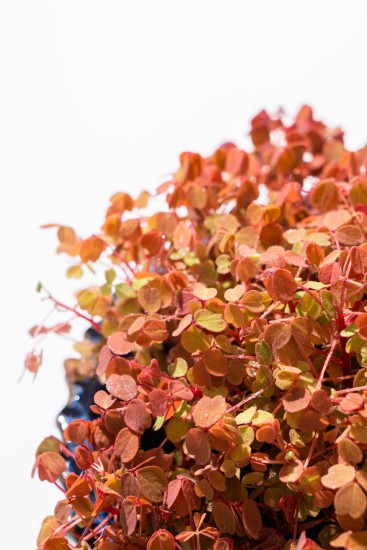 小红枫幸运三叶草高清图