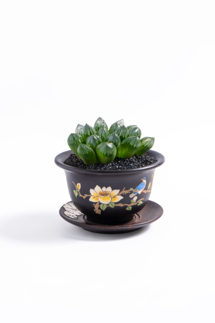 绿色肉肉盆栽室内实拍图