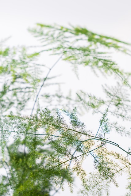 桌面小盆景文竹绿植盆栽高清图