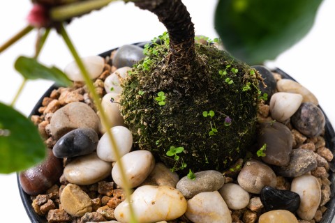 鹅卵石苔藓创意托盘俯拍图