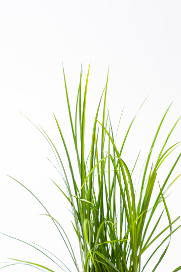 绿植长叶菖蒲清雅高清图