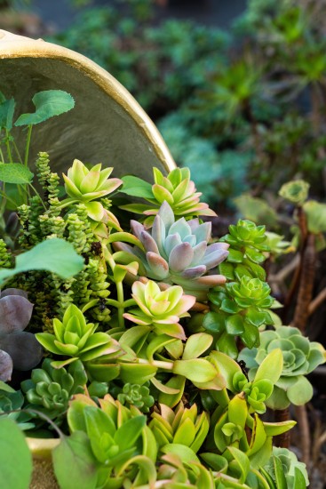 生机勃勃的多肉小花园实拍图