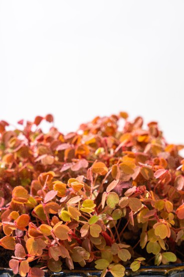 小红枫熔岩草本观赏高清图