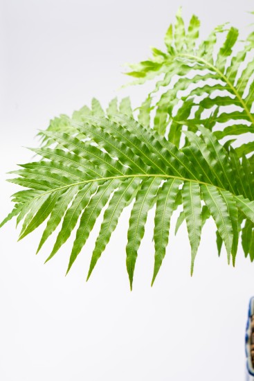 室内绿植盆栽绿叶纹理特写高清图