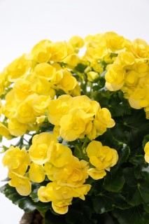 观赏花卉黄色海棠高清图