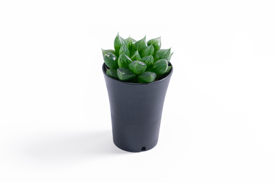 多肉花瓶盆栽肉肉植物实拍图