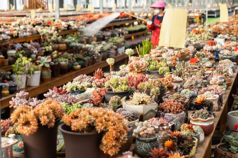 各种多肉盆栽陈列实拍图