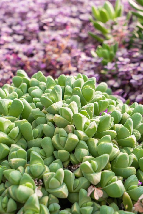 茂盛的植物多肉高清图版权图片下载