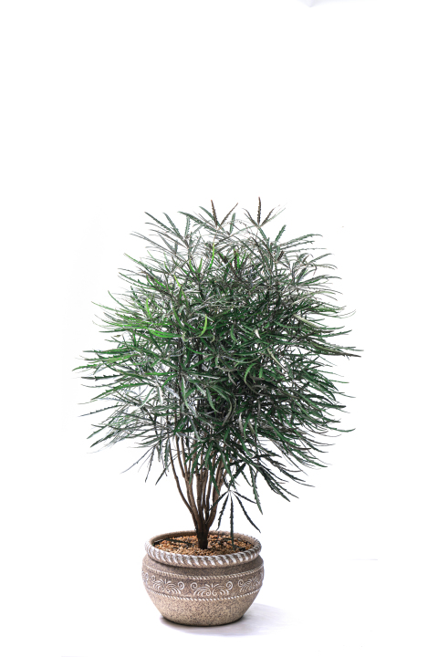 茂盛的室内绿植高清图版权图片下载
