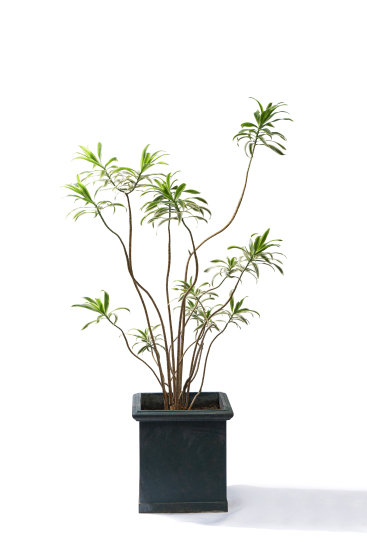 室内绿化植物盆摘图