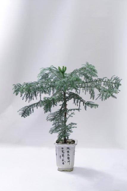 松枝绿化植物盆摘高清图