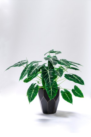 鲜艳绿叶植物盆摘高清图