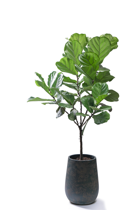 新飞羽室内观赏植物高清图版权图片下载