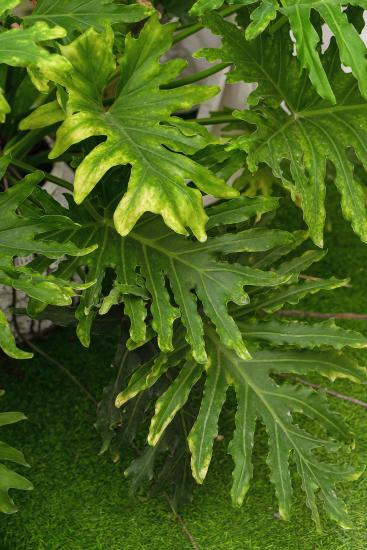 大叶绿色植物实拍图