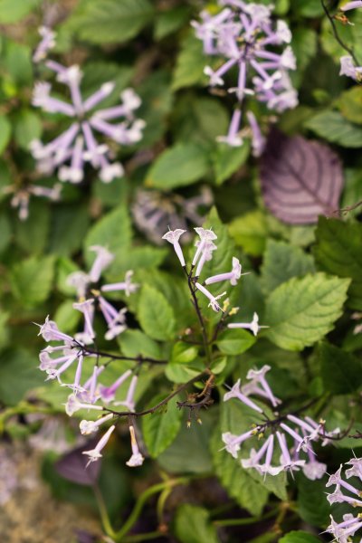 紫色花卉喇叭花图片