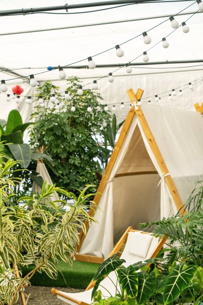 室内休闲帐篷植物实拍图