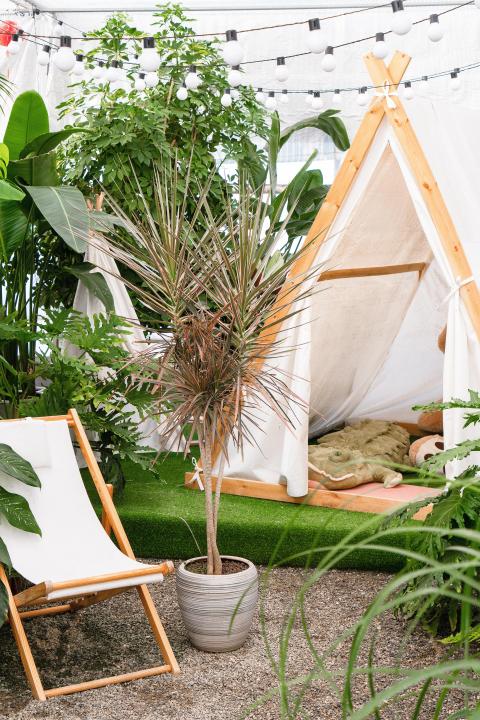 绿色植物帐篷悠闲环境实拍图版权图片下载