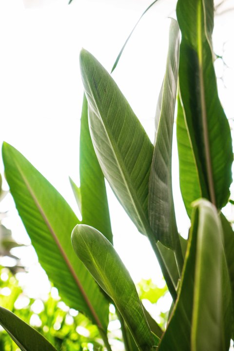 大叶草本植物生长实拍图版权图片下载