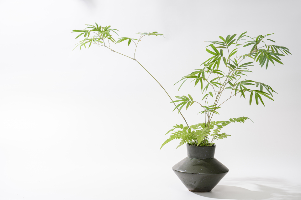 室内盆摘绿化植物实景图