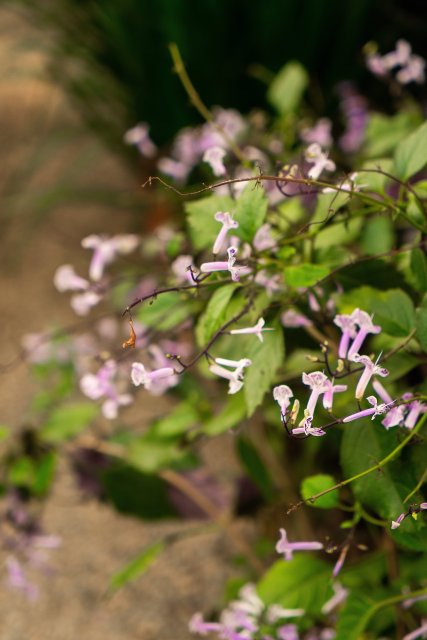 野生植物喇叭花实拍图