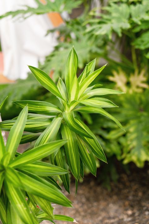 草本野生植物培育实拍图版权图片下载