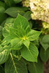 野生植物绿植实拍图