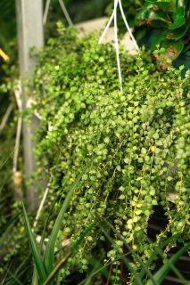 绿色藤蔓家养绿植高清图