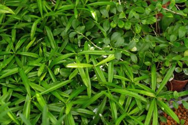 野生草本植物实拍图