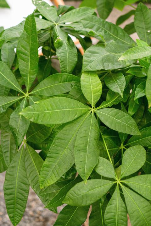 野生植物绿植高清图版权图片下载