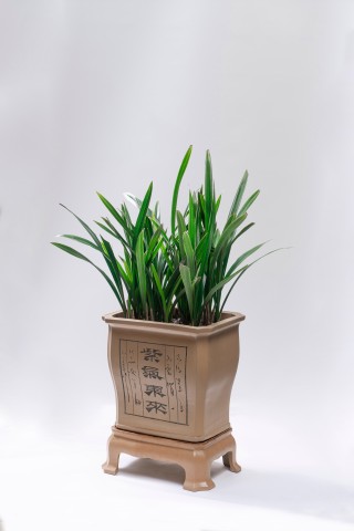 茂盛的绿色植物实拍图