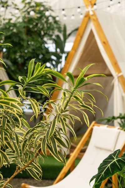 室内植物盆栽近景图