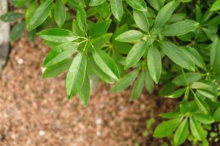 绿色野生植物俯拍高清图