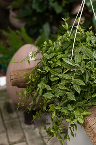 茂盛的吊兰植物实拍图